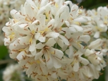 Imagen Flor de laurel